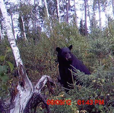 Black Bear on game cam 2012