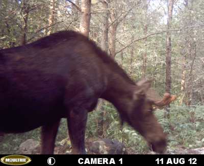 Moose on game cam 2012
